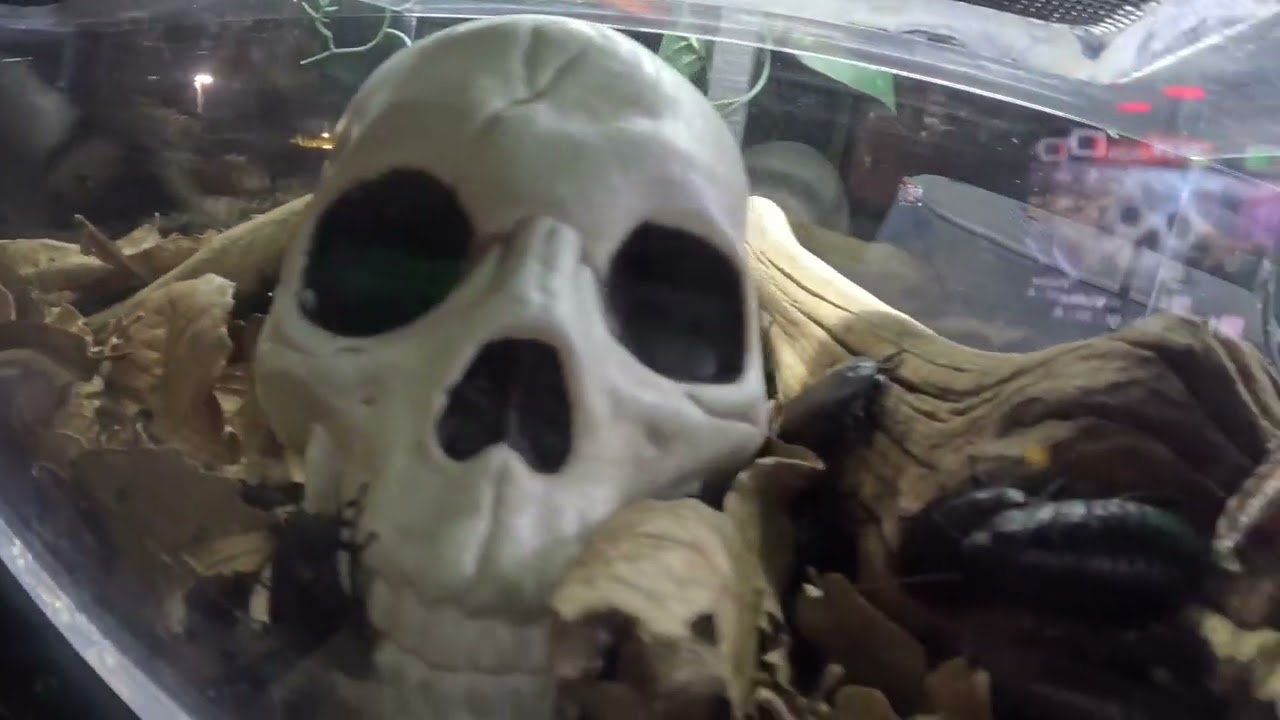 Tortugas gigantes,escarabajos,gusanos rey y pirañas.