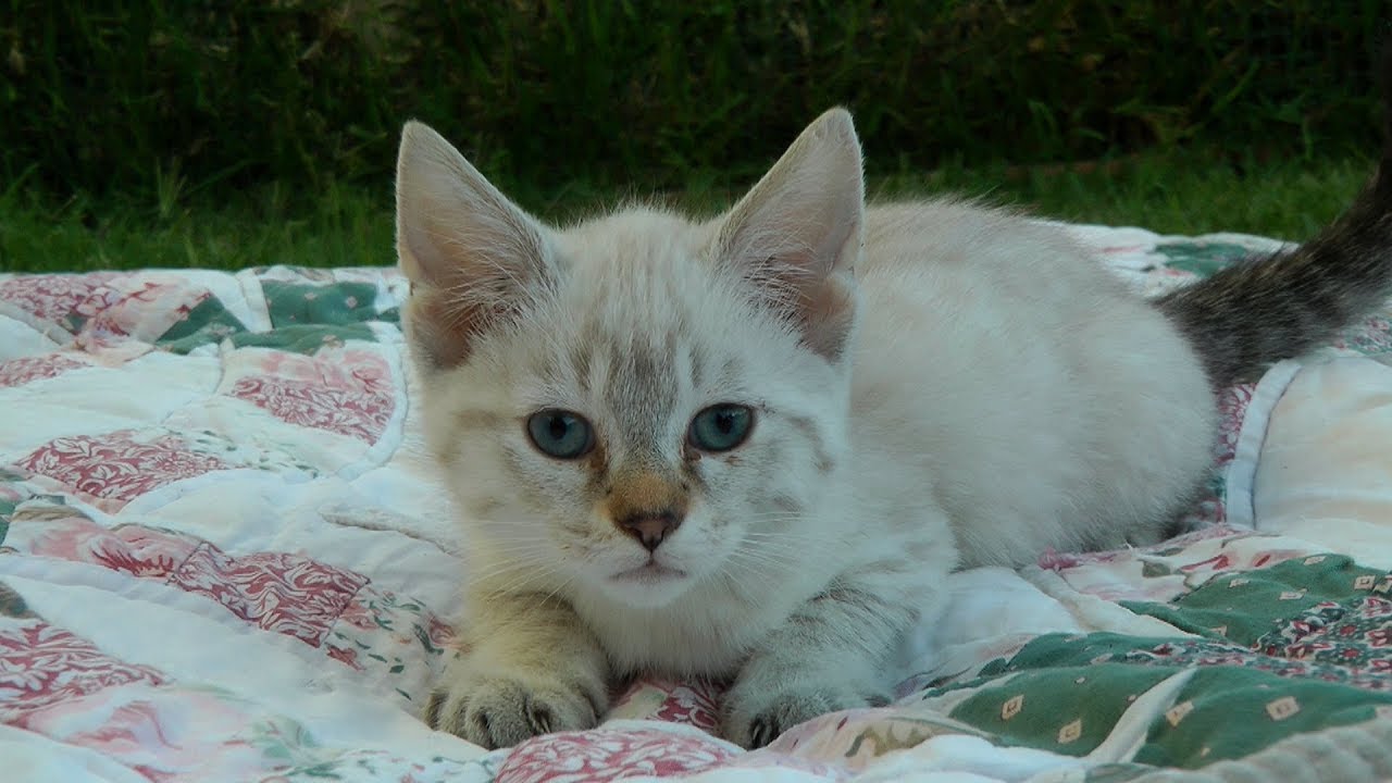 Highland Lynx Kittens 8 weeks old - 7-2-2018