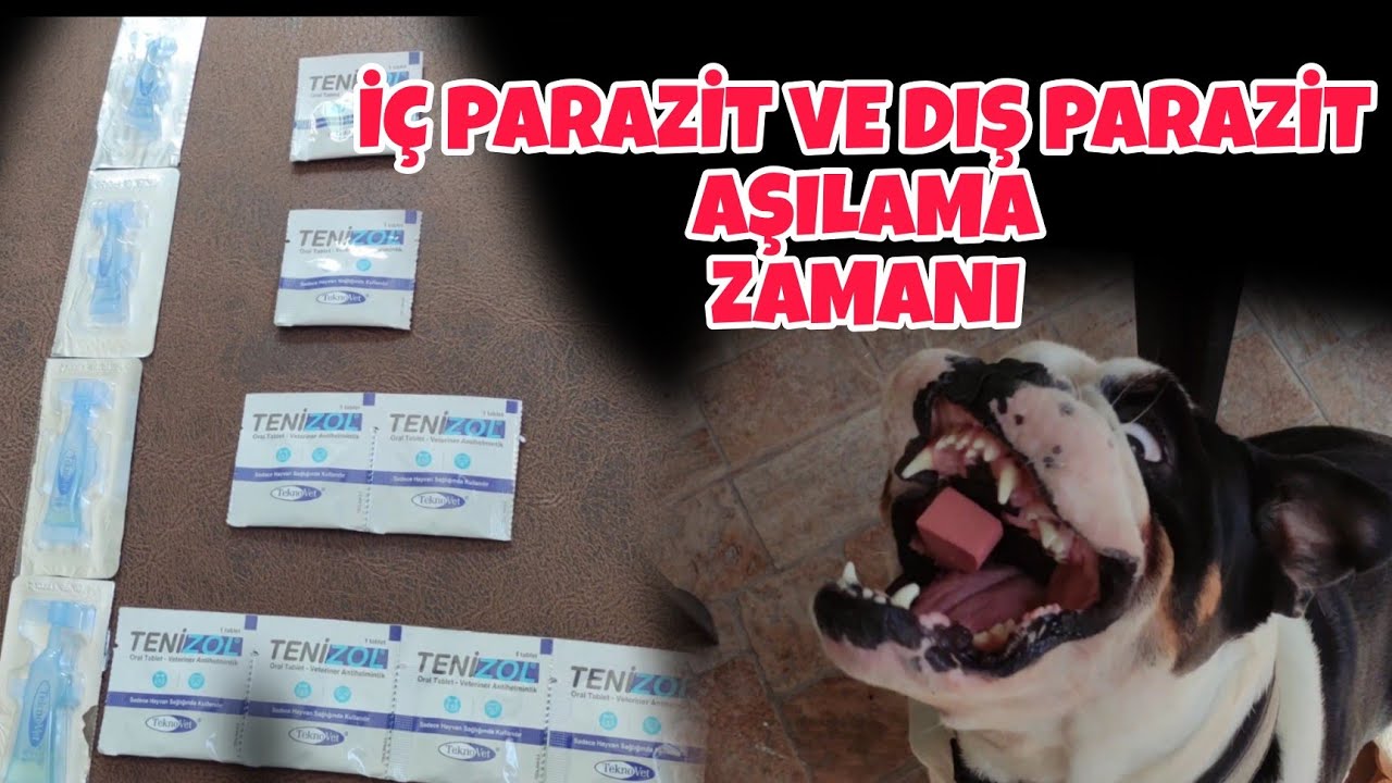 Köpeklere İç Parazit Dış Parazit Aşısı Nasıl Yapılır?Köpeklerime Parazit Aşısı Yapıyorum#dog #video