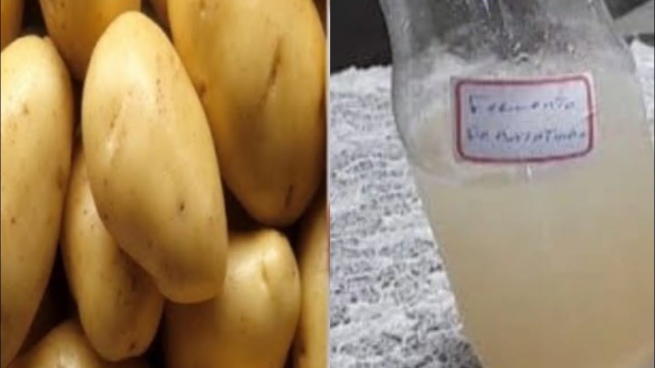 FERMENTO NATURAL DE BATATINHA,  PARTE 1