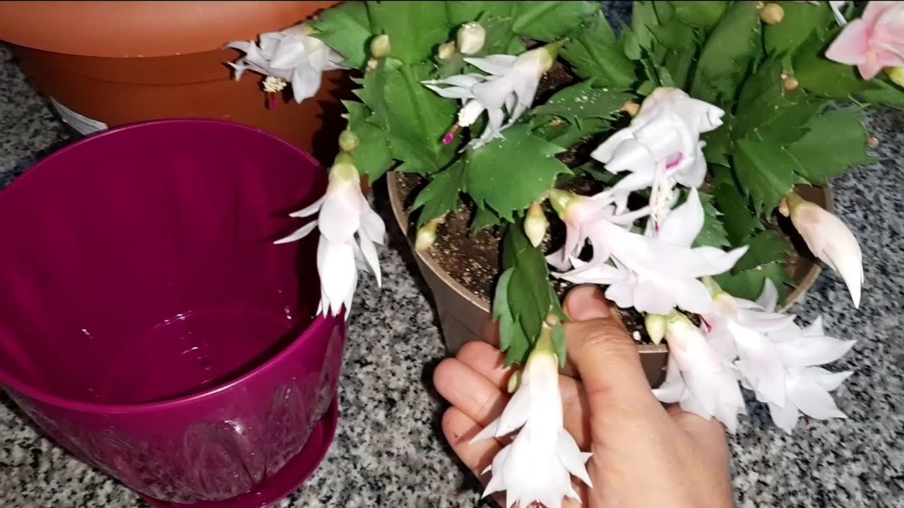 YILBAŞI ÇİÇEĞİ NİN BAKIMI, NASIL OLMALI,Yılbaşı Çiçeği Neden Açmıyor. Paskalya Çiçeği.