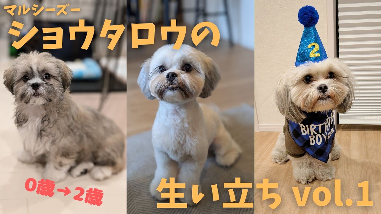 【悶絶注意】マルシーズー・ショウタロウのパピー時代が天使すぎた