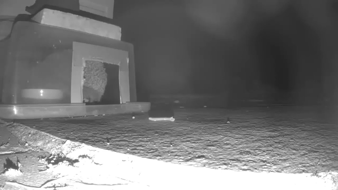 First Hedgehog visitor of the year in my new home in the Yorkshire Wolds.