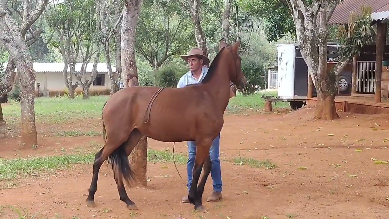 SEGUNDO EXERCÍCIO DE DOMA POTRA ESMERALDA. ANIMAL XUCRO.