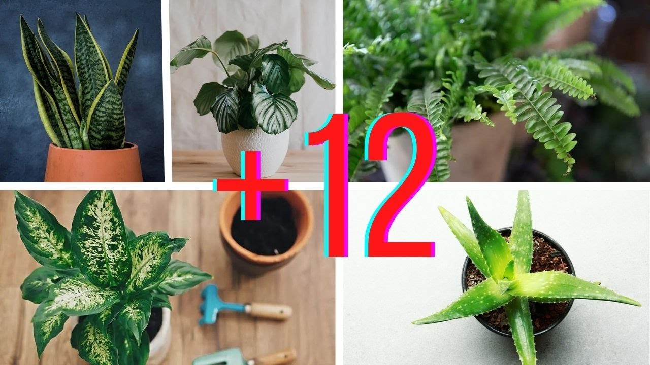 12 Plantas Para Los Lugares M&aacute;s Oscuros Del Interior De Tu Casa