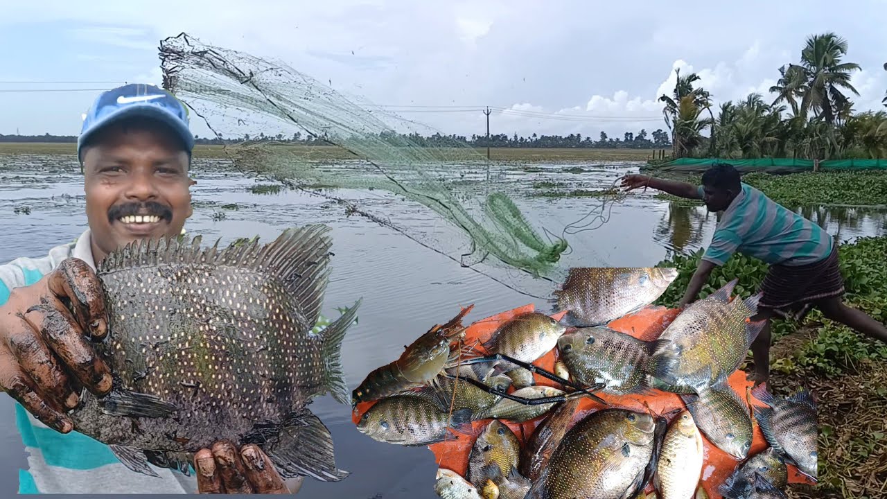 കരിമീൻ സീസൺ തുടങ്ങി 😊🐠 |traditionalfishing|kuttanadvillagefishing|nadanfishing|Realfishing|fishing||