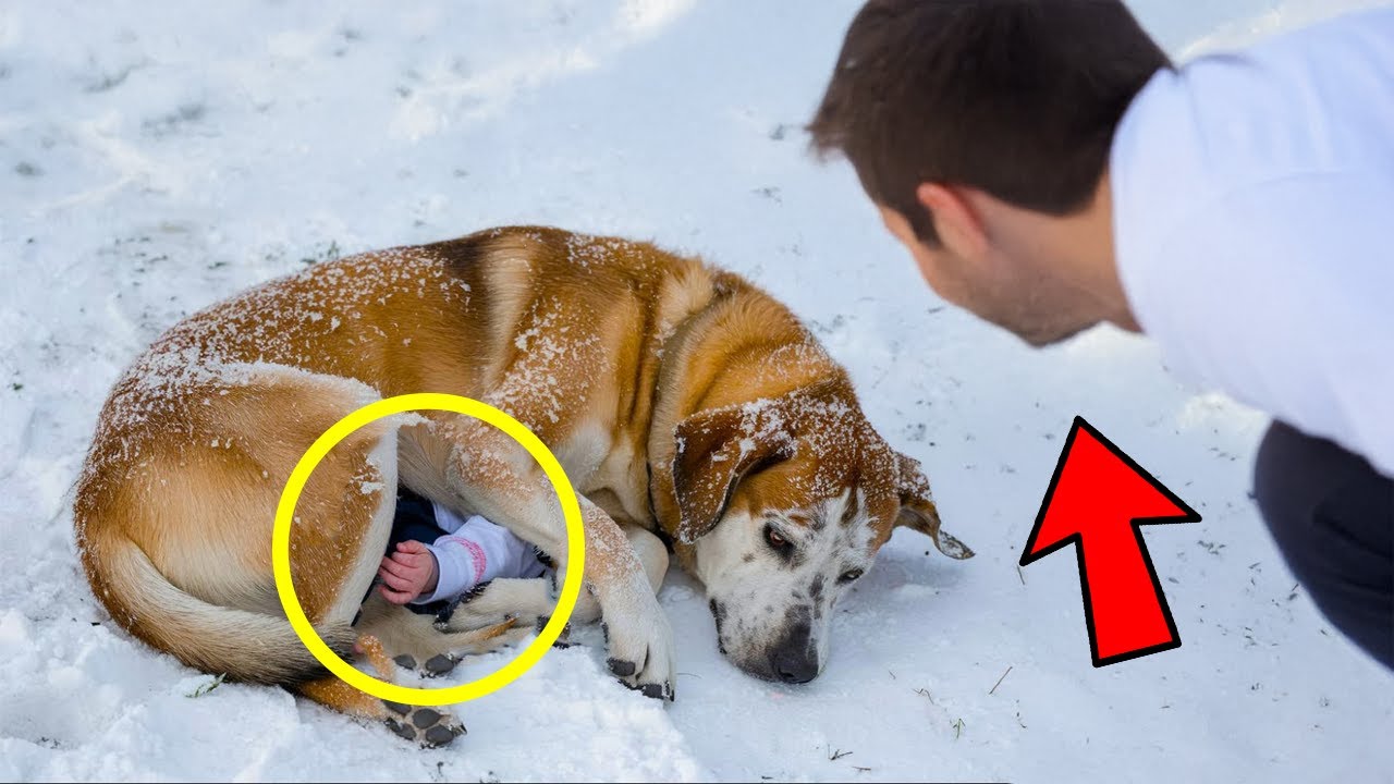 Bărbatul a decis să ajute câinele, Dar Văzând ce avea sub el, A țipat ÎNGROZIT!
