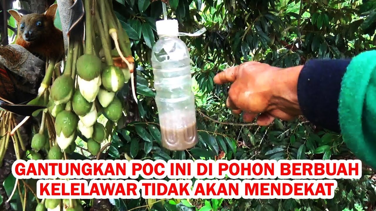 Temuan Terbaru ❗❗ Bahan POC ini Dapat Mengusir Kelelawar Perusak Buah Durian, Lengkeng dll