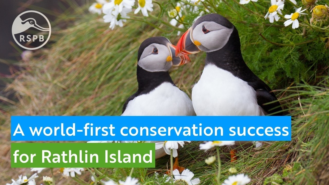 Conservation Success on Rathlin Island - LIFE Raft Project | RSPB