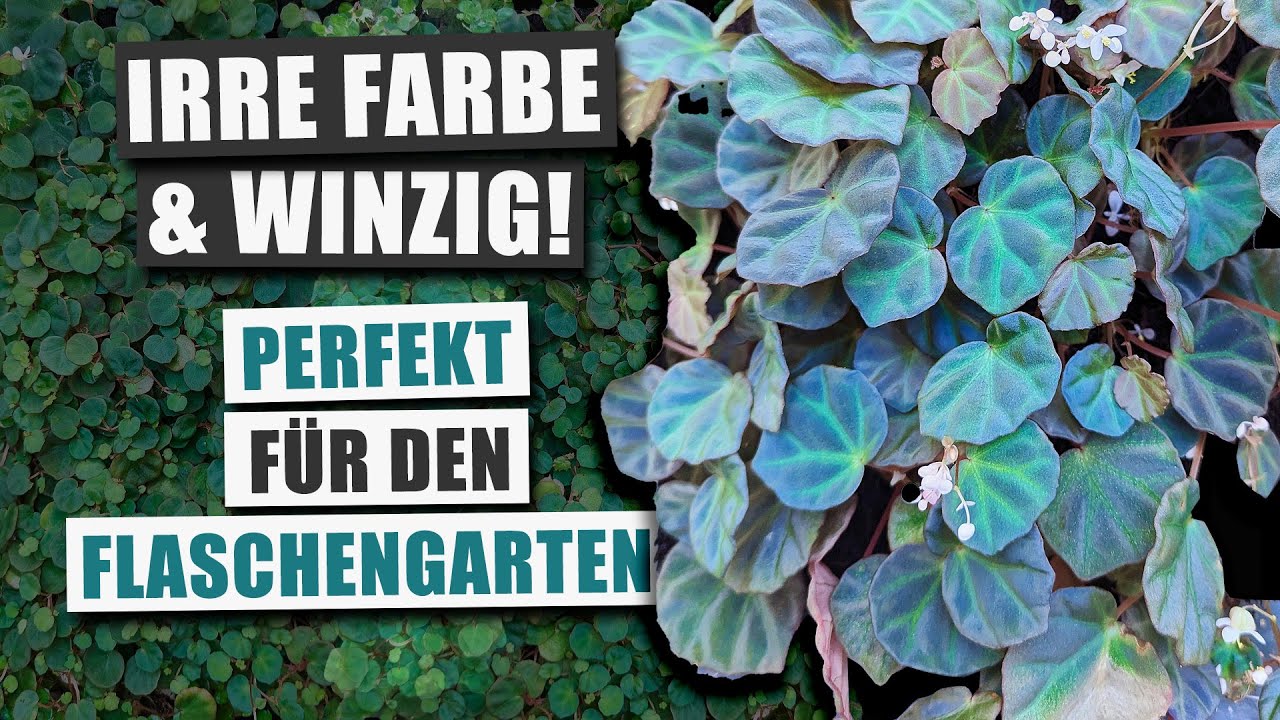 Begonia lichenora & sp. 'Sarawak' - Die perfekte Mini Pflanze? | Pflanzen-Portrait