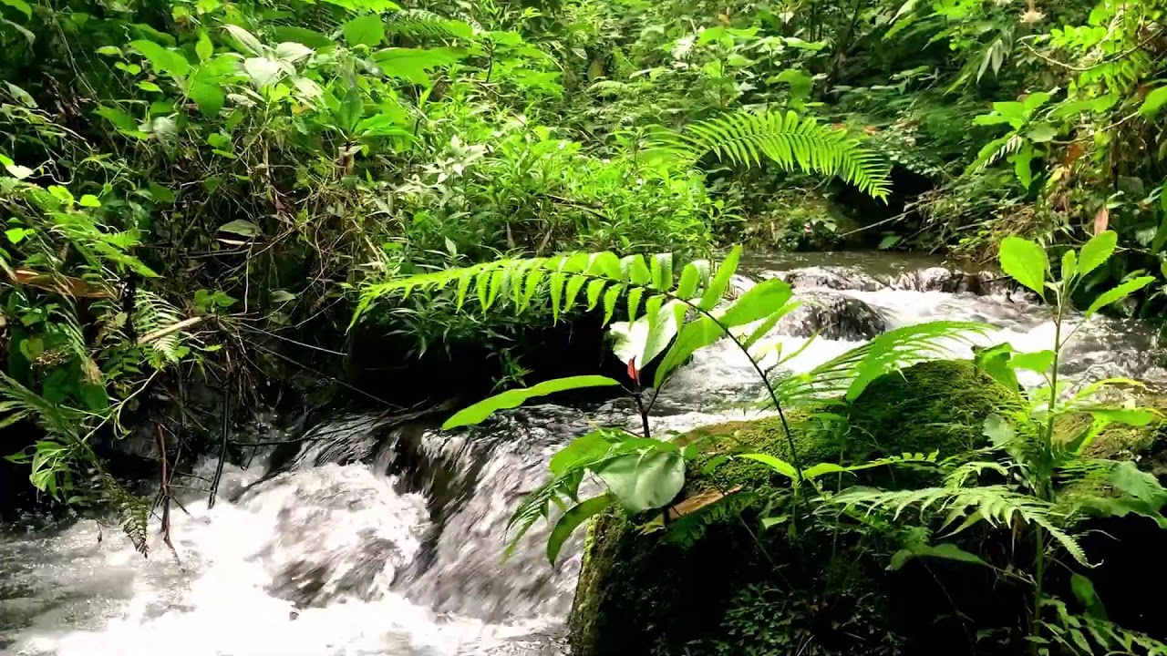 Forest River Waterfall for Emotional Balance, Spa