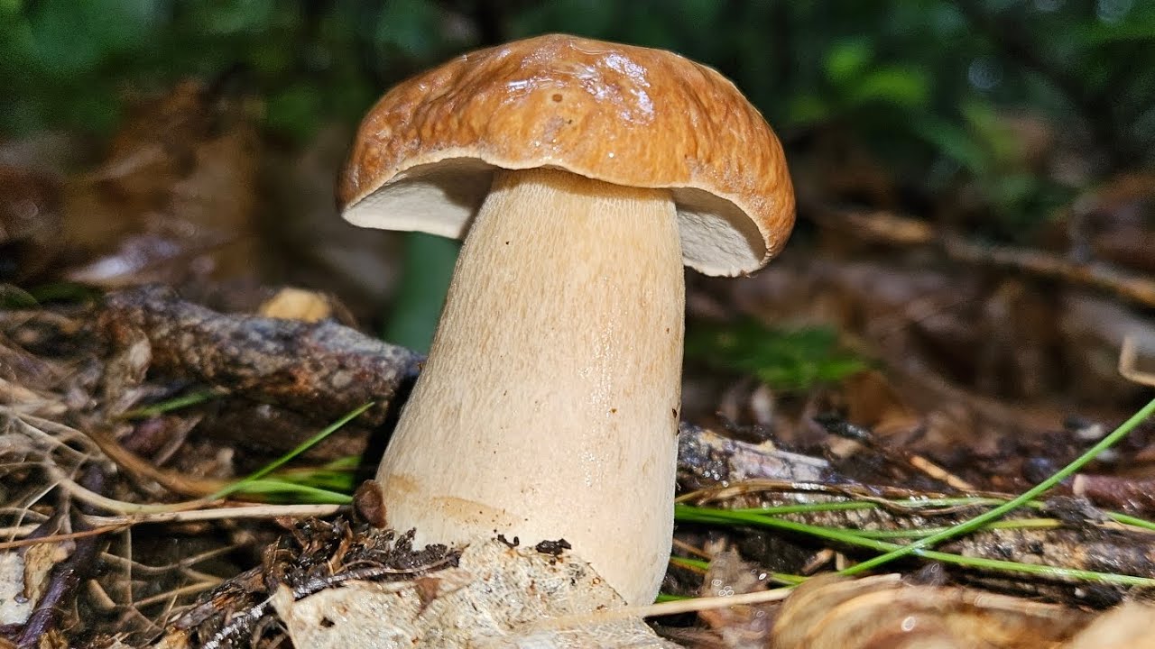 Cèpes d'été & Girolles magnifiques 🤩 du 6/07/24.
