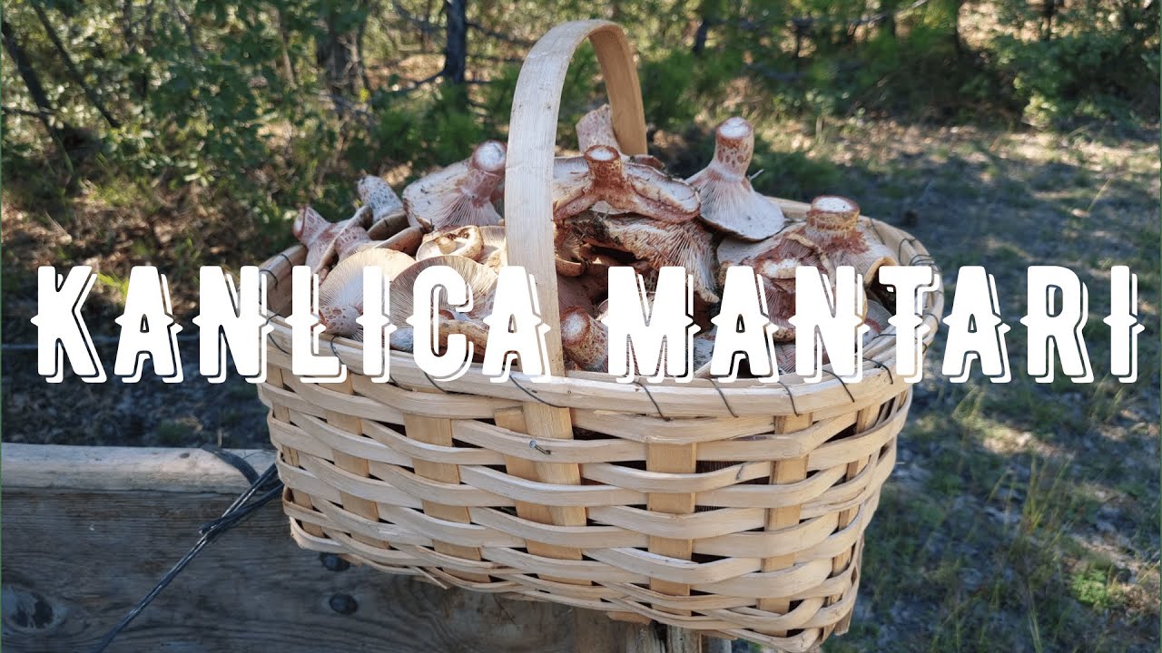 Kanlıca Mantarları Sepetlere Sığmadı. Köyde Geldik #mushroom #mantar #kanlıcamantarı