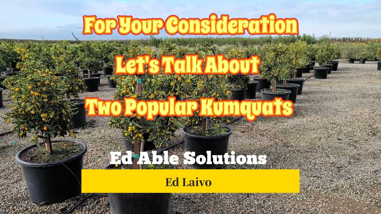 Кумкват Фукусю и Нагами, популярные сорта кумквата, культурные символы и съедобные украшения