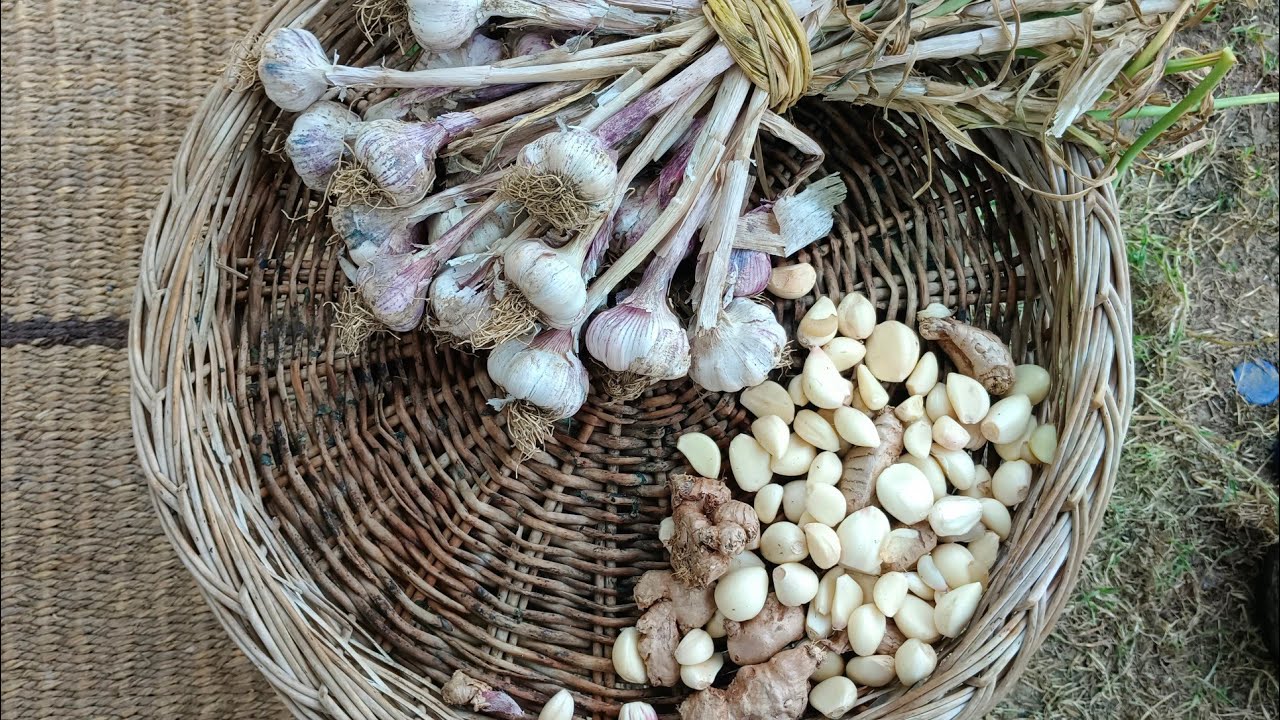 Lehsun(Ruhon)🧄 Ko Kese Aik Saal Tak Preserve Kare | How To Preserve Garlic At Home