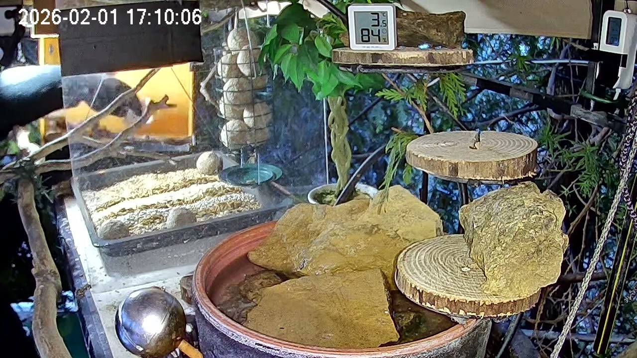 Später Nachmittag am Vogel-Spa, gründlich putzen und auffüllen (01.02.2026)