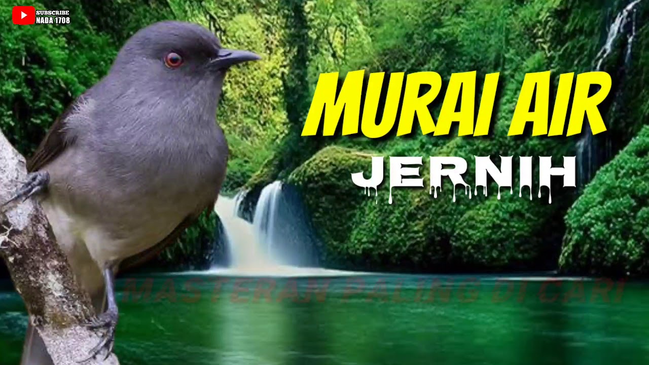 MASTERAN MURAI AIR 100% JERNIH!