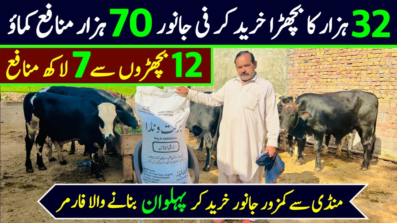 Bachra farming business plan in pakistan | bachra farming feasibility | bachra farming for qurbani