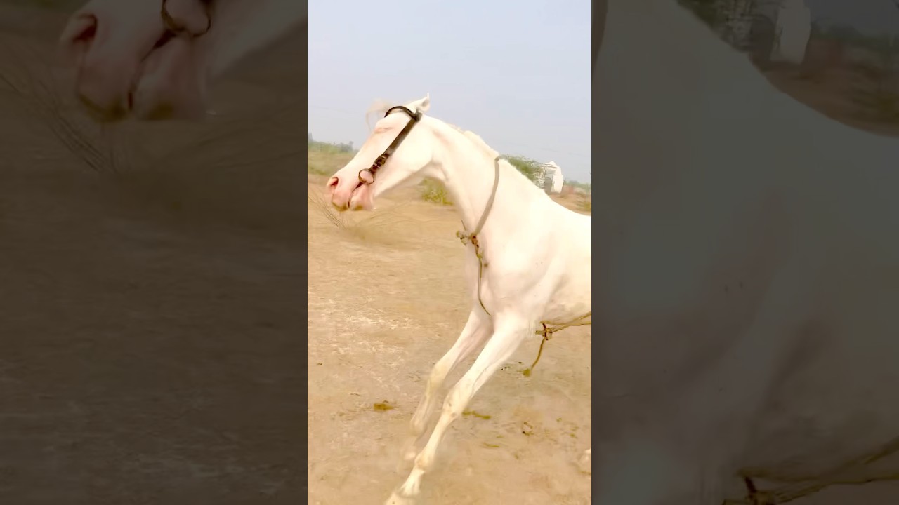 समझदार 😱👀घोड़ी 🫣देखे पूरा 😮विडियों 😎🫶ओर चेंनल को सब्स्क्राइब करो 🙏🫶&hearts;️ #trending