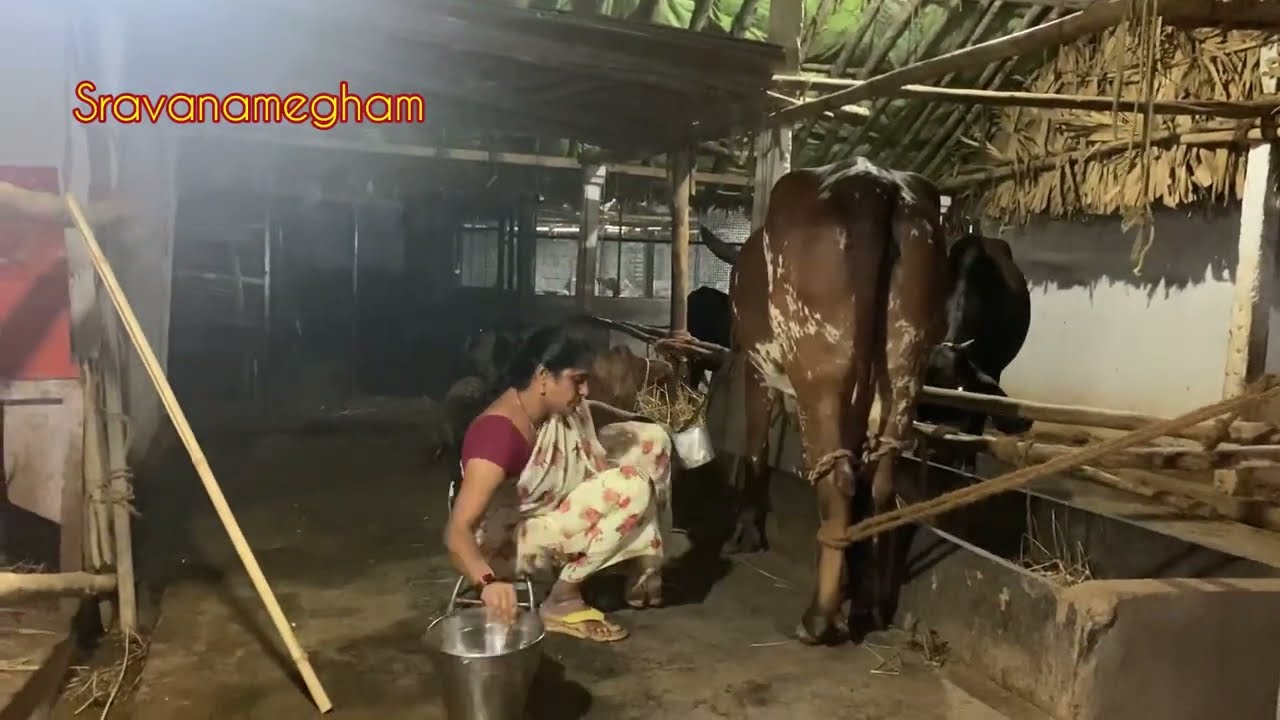 మొక్కలు కంట పడితే మనకు మనసు ఆగదాయె॥పాలు పితకాలంటేనే వెన్నులో ఒణుకొస్తుంది😰@శ్రావణ మేఘం