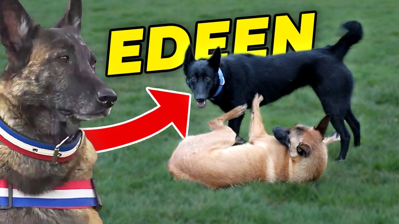MALINOIS EDEEN DANS LES PAS DE DÉXIE