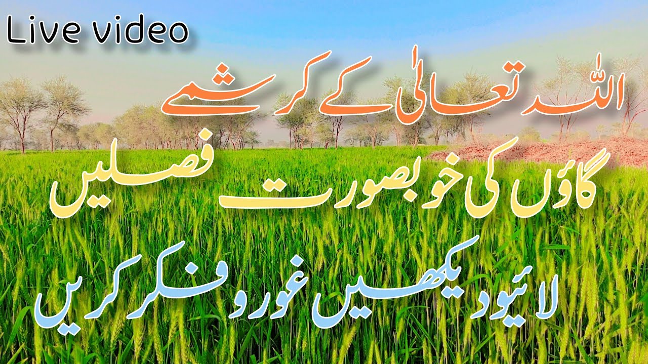 اللہ کی نعمتیں اور سرسبز فصلیں | Allah’s Blessings in Nature Live 🌿✨