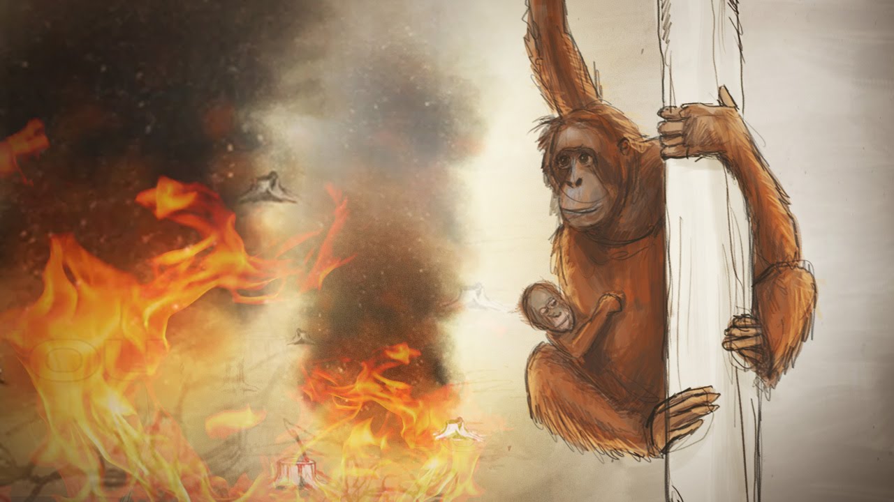 Pourquoi l'huile de palme tue les orangs-outans - une brève histoire