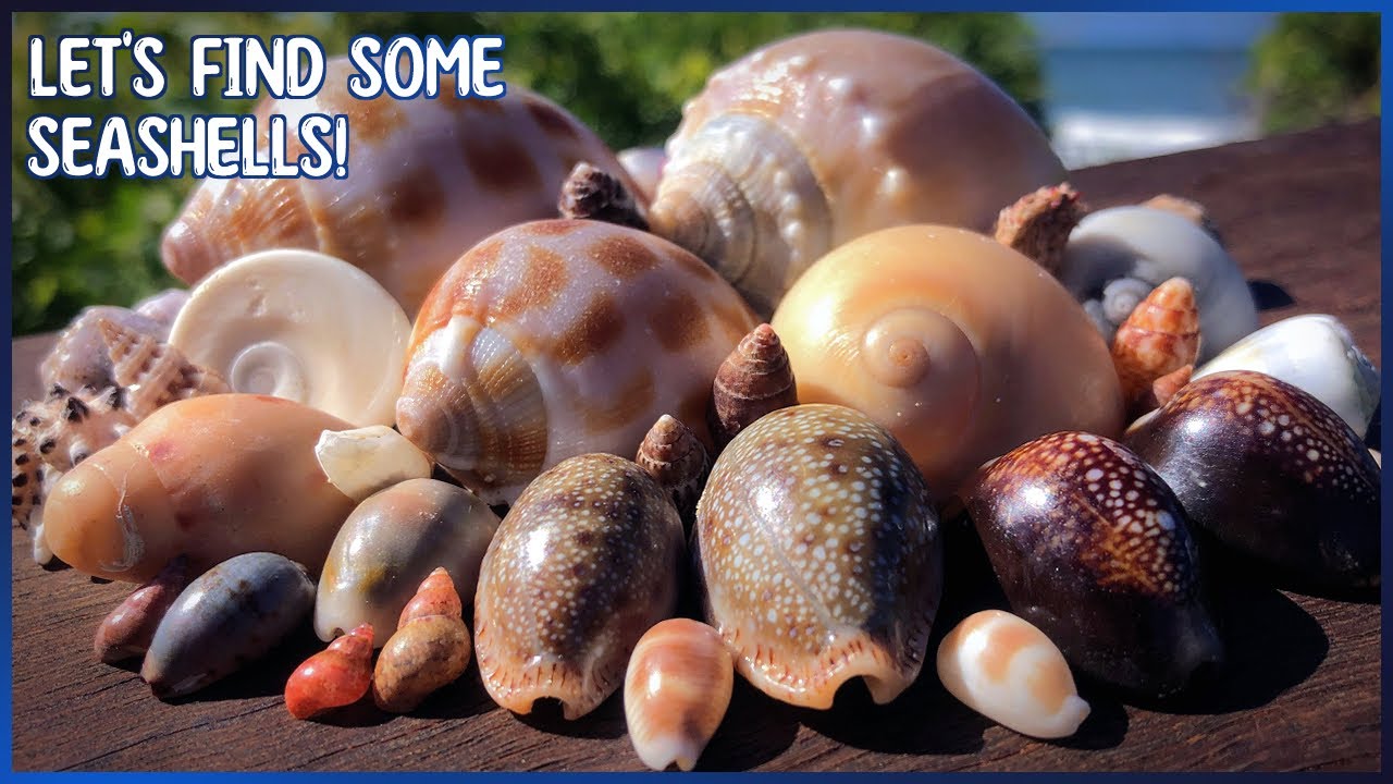 Shells in Rough Weather | Winds Increase as a Cyclone Approaches!