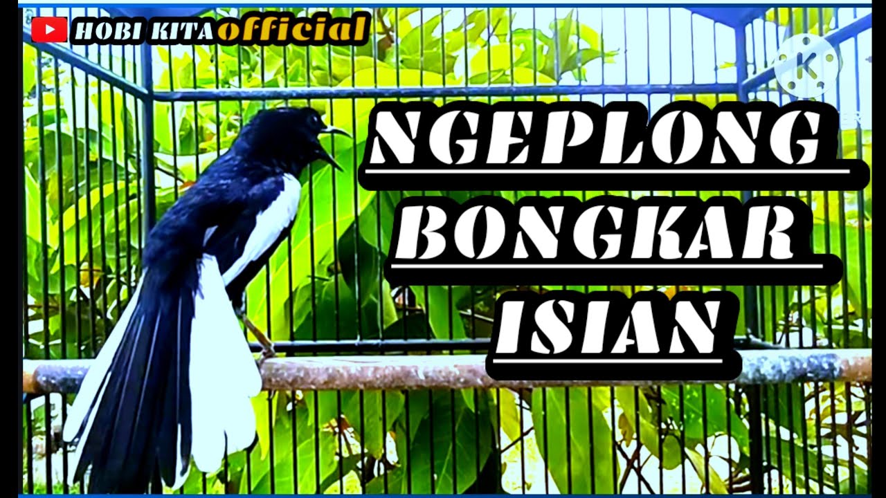 KACER GACOR NGEPLONG TARUNG INI cocok buat pancingan kacer bahan KACER MALAS BUNYI  BONGKARISIAN