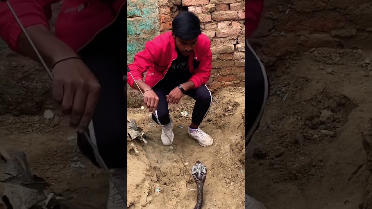 Cobra rescue//sintu snake saver up22 
