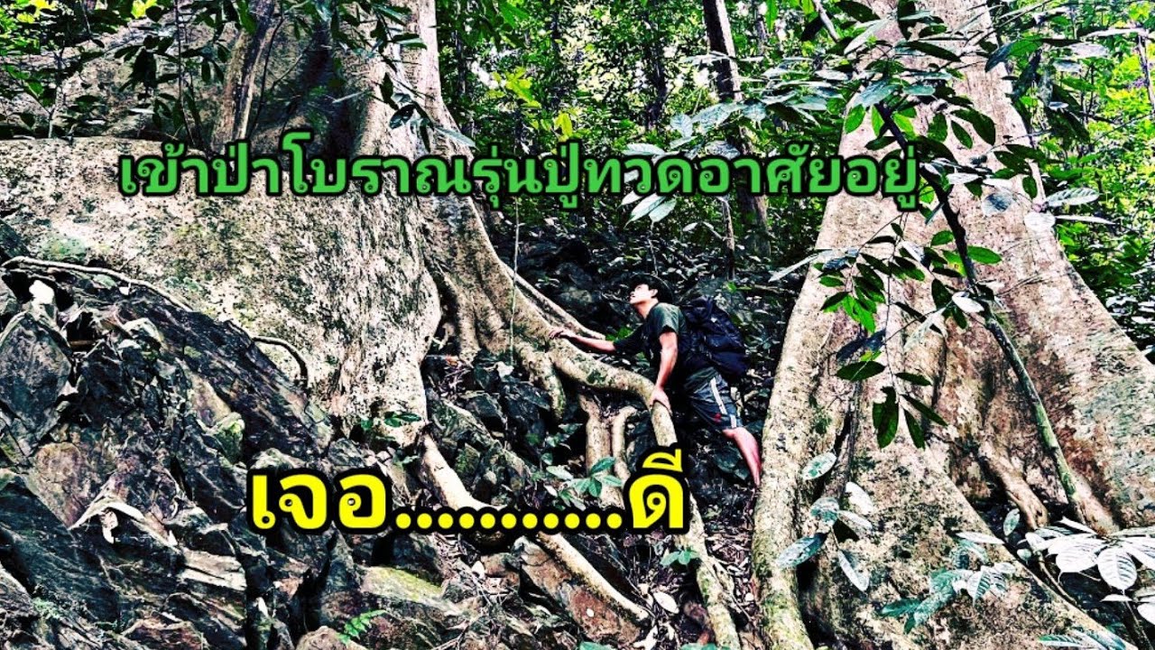 ป่าดึกดำบรรพ์สมัยปู่ทวดยายทวดที่เคยมาใช้ชีวิตที่นี้ มีเรื่องราวลี้ลับมากมายชวนขนลุกกับผีสางนางไม้