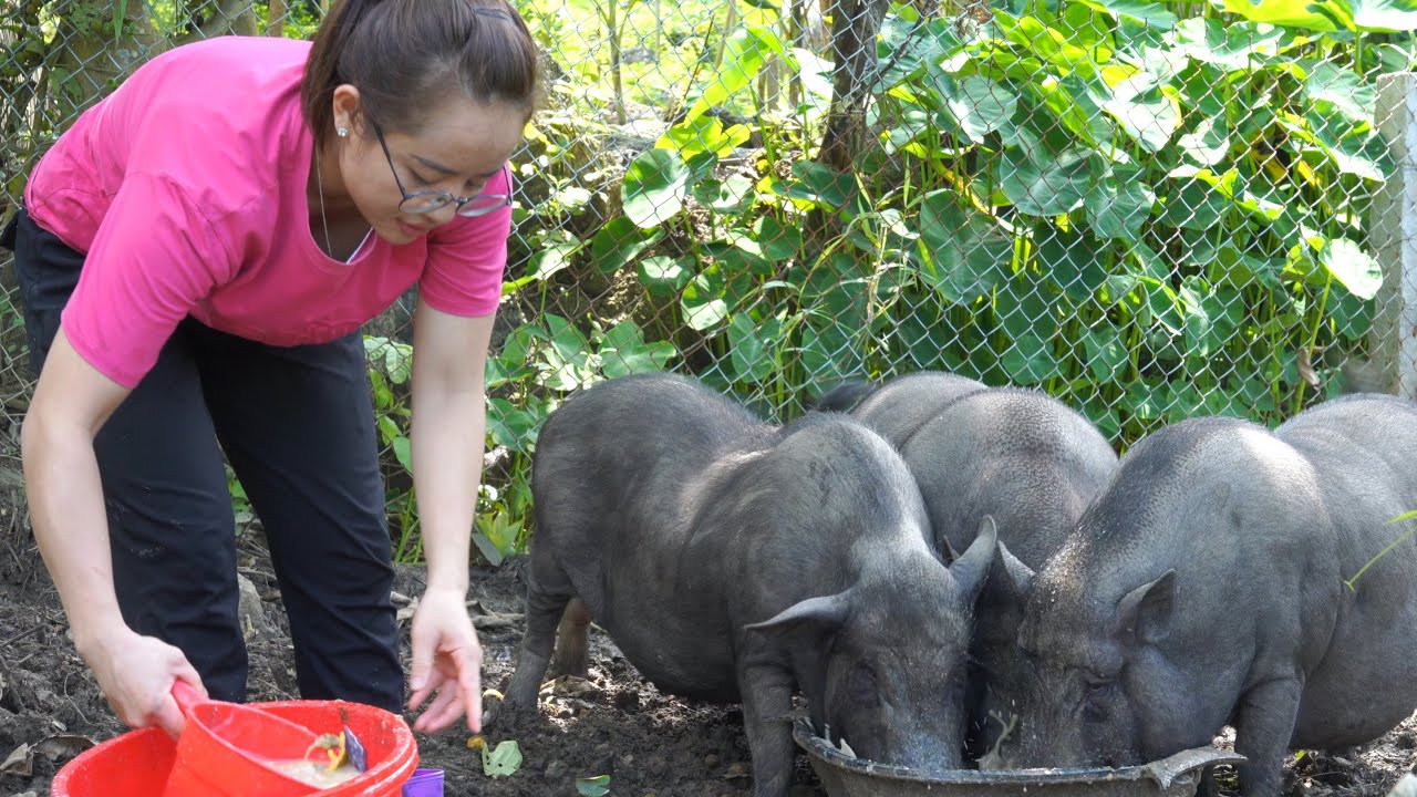 Renovate the old house with mahogany wood and raise pigs.
