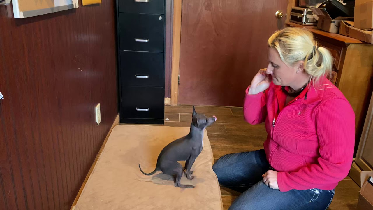 American Hairless Terrier 