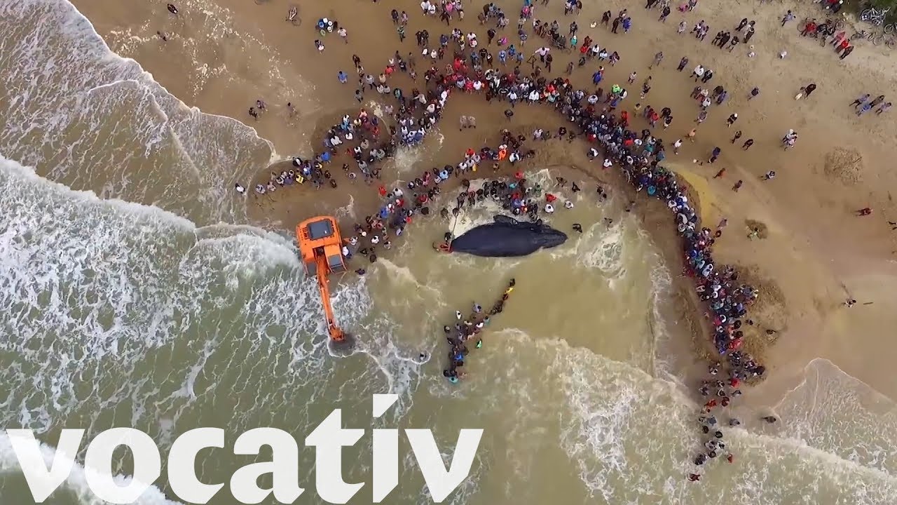 Over 200 People Helped Save This Stranded Humpback Whale