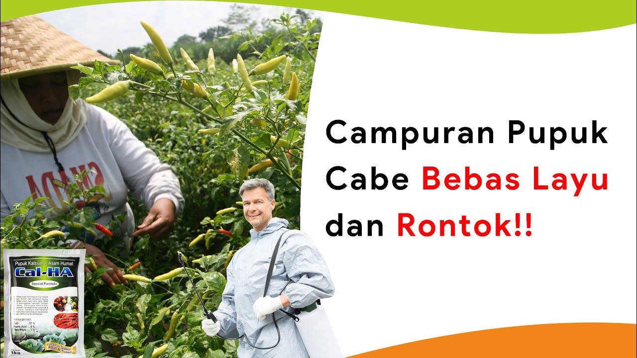 Campuran Pupuk Kalsium Humat! Tanaman Subur, Bebas Rontok dan Penyakit Layu Sekaligus