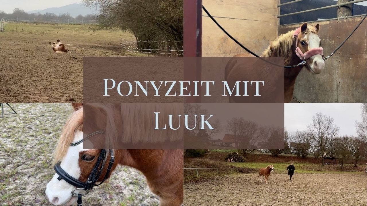 Ponyzeit: Langzügelarbeit mit Luuk 🦄