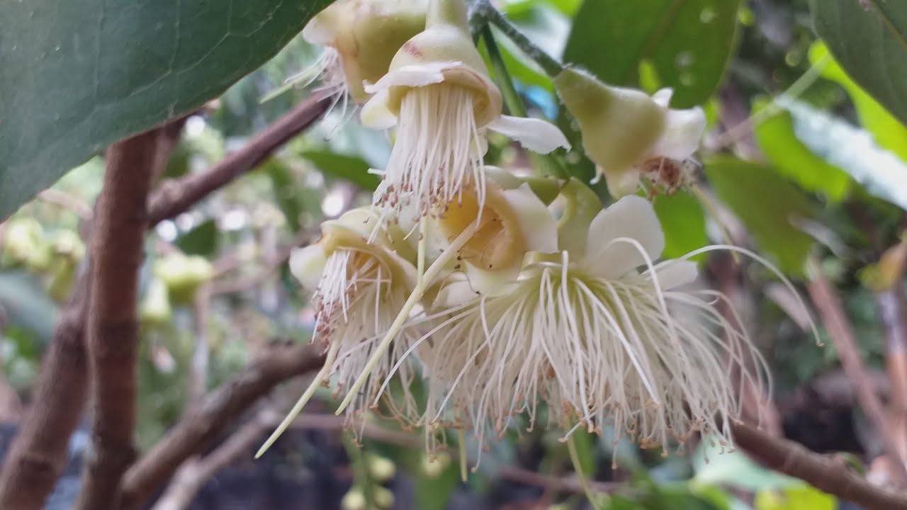 Cara membuahkan jambu air madu deli dan menghindari lalat buah
