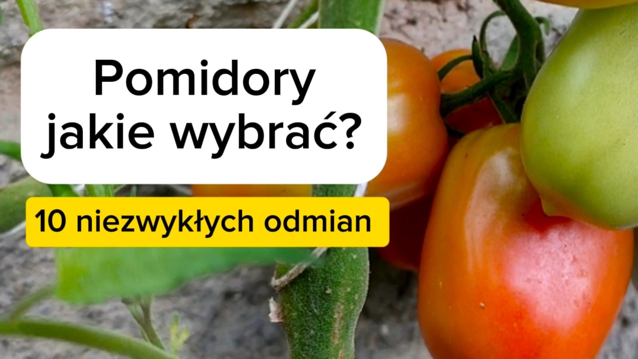 Какие помидоры выбрать? 10 необычных сортов.