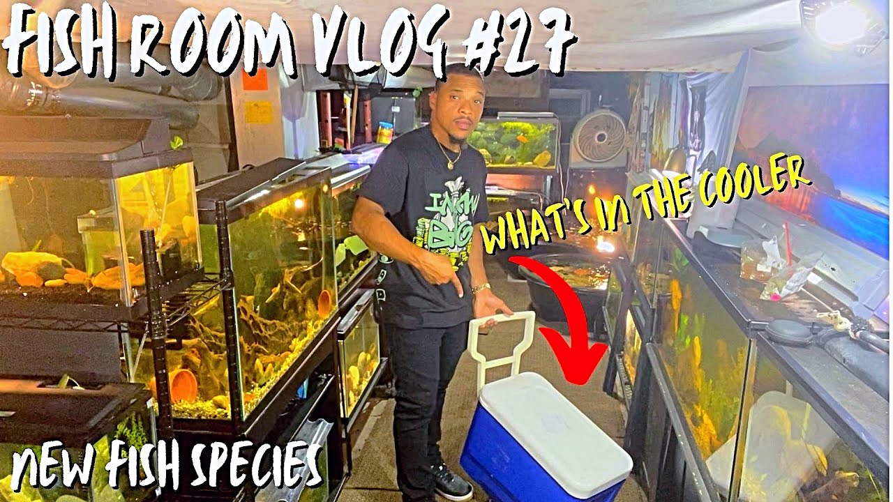 FISH ROOM VLOG #27 (NEW FISH SPECIES *PREDATOR FISH*) + FISH ROOM UPDATE