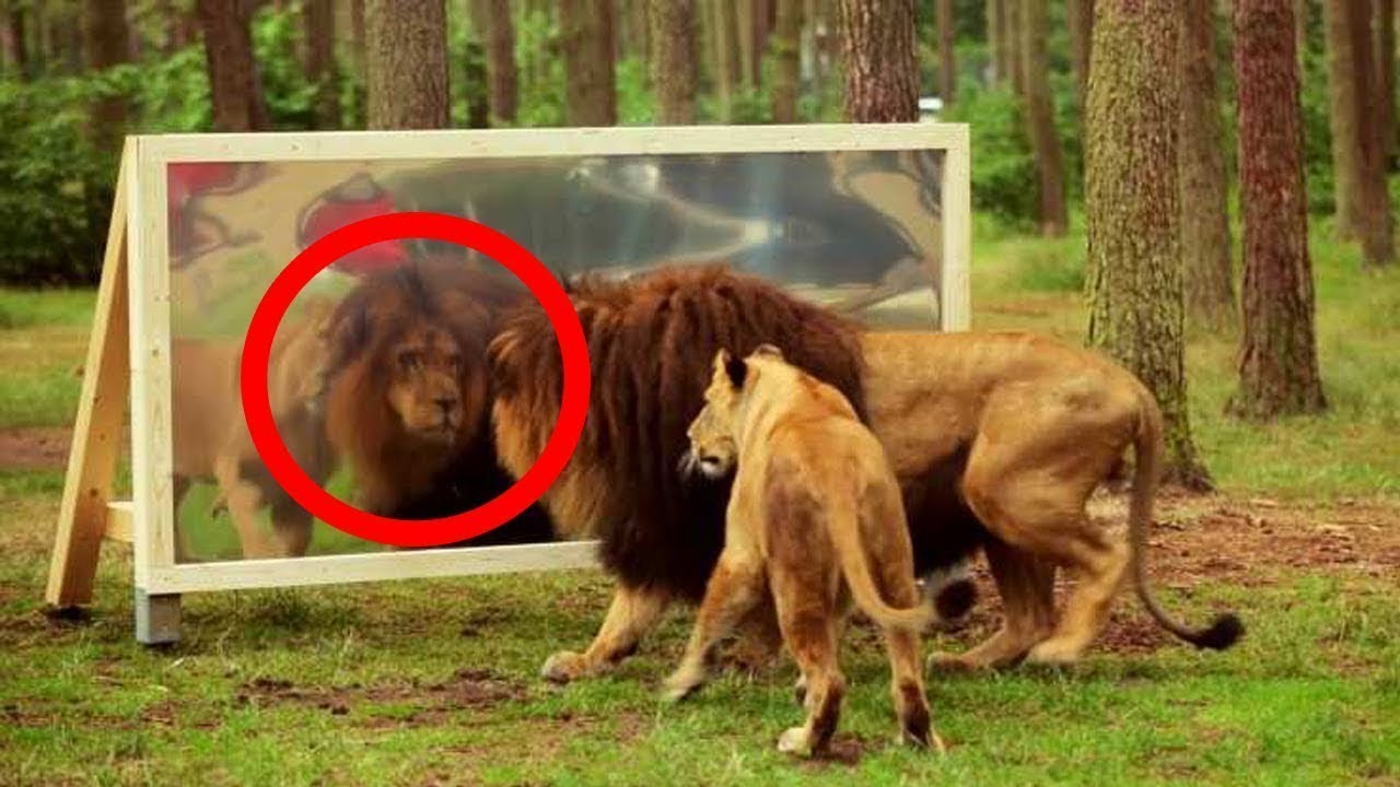 VOICI LA RÉACTION DE CES ANIMAUX QUI SE VOIENT POUR LA 1ÈRE FOIS DANS LE MIROIR | Lama Faché