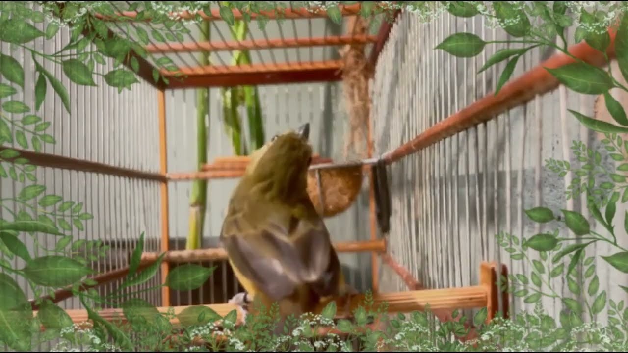 FÊMEA de BAIANO Chamando Muito FOGOSA para levantar DEFUNTO!