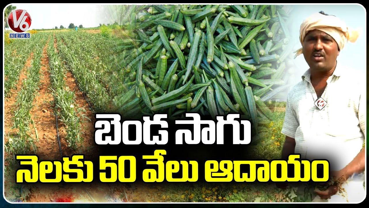 Farmer Earn Huge Profits With Benda Sagu | Ladies Finger Farming | V6 News