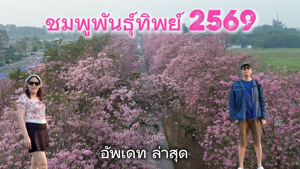 อัพเดท ดอกชมพูพันธุ์ทิพย์  บานสะพรั่งที่ม.เกษตร กำแพงแสน ประจำปี 2569  จ.นครปฐม  #ซากุระเมืองไทย