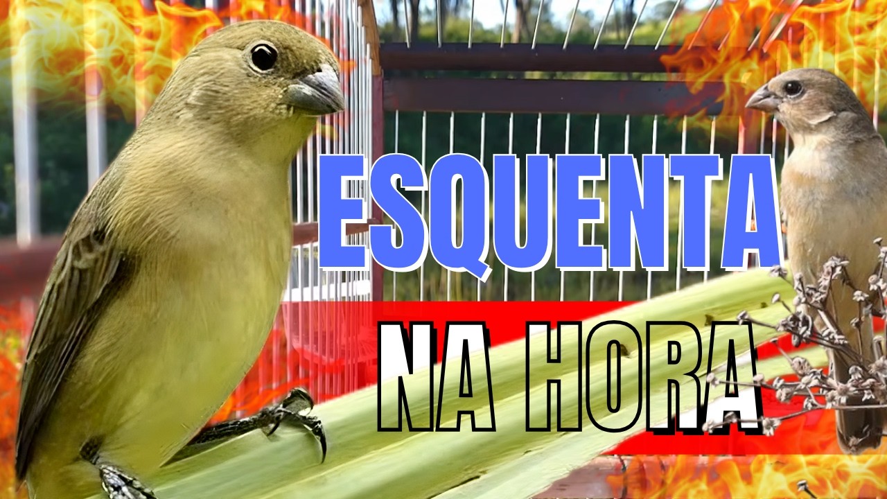 fêmea de coleiro baiano chamando Pra Esquentar coleiro baiano/fêmea de coleiro baiano chamando Muito