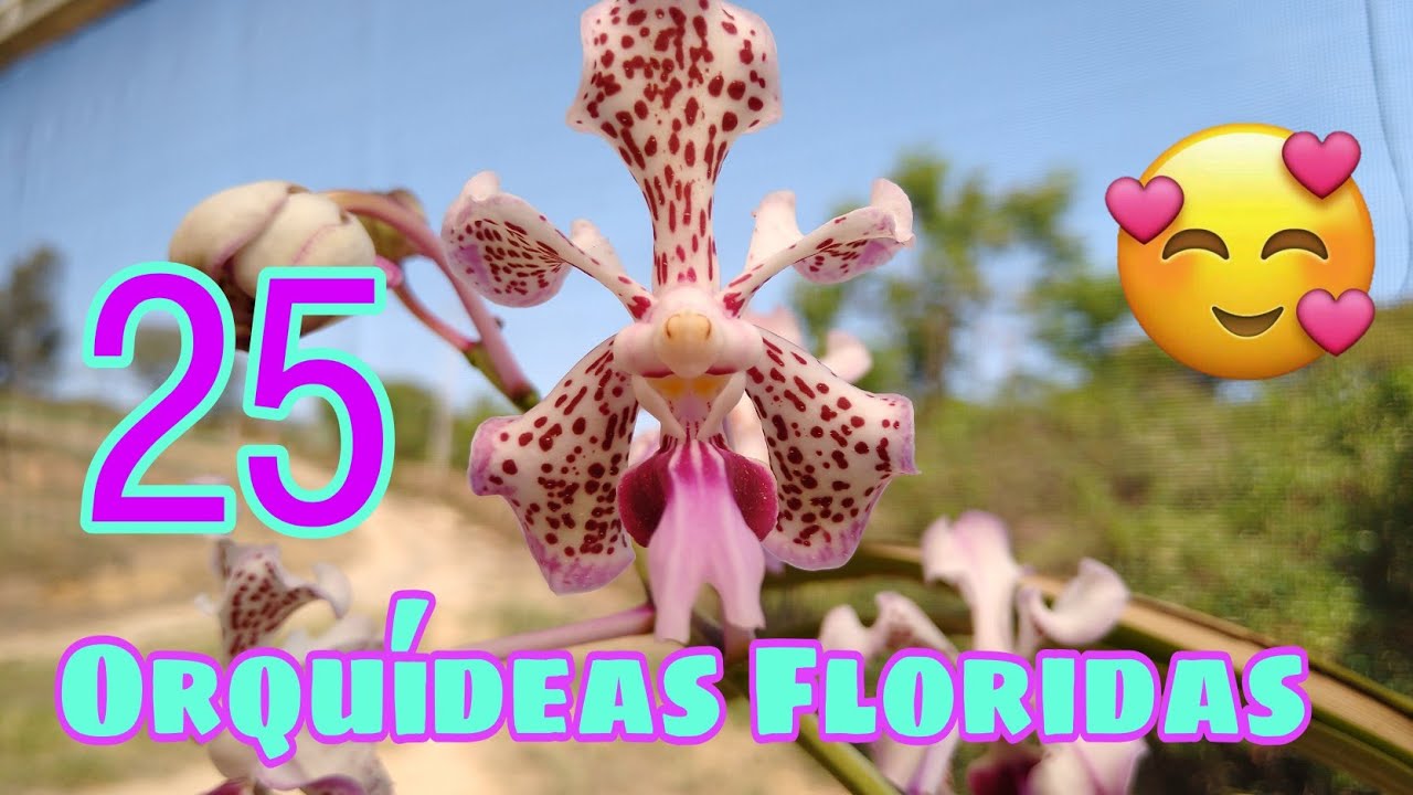 SÃO 25 ORQUÍDEAS FLORIDAS + NOMES / ID + 1 DICA MUITO IMPORTANTE