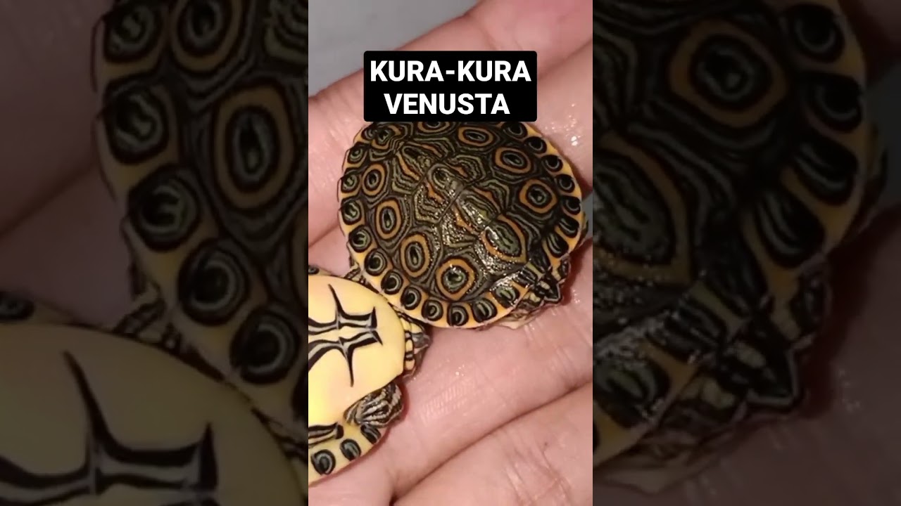 KURA-KURA VENUSTA