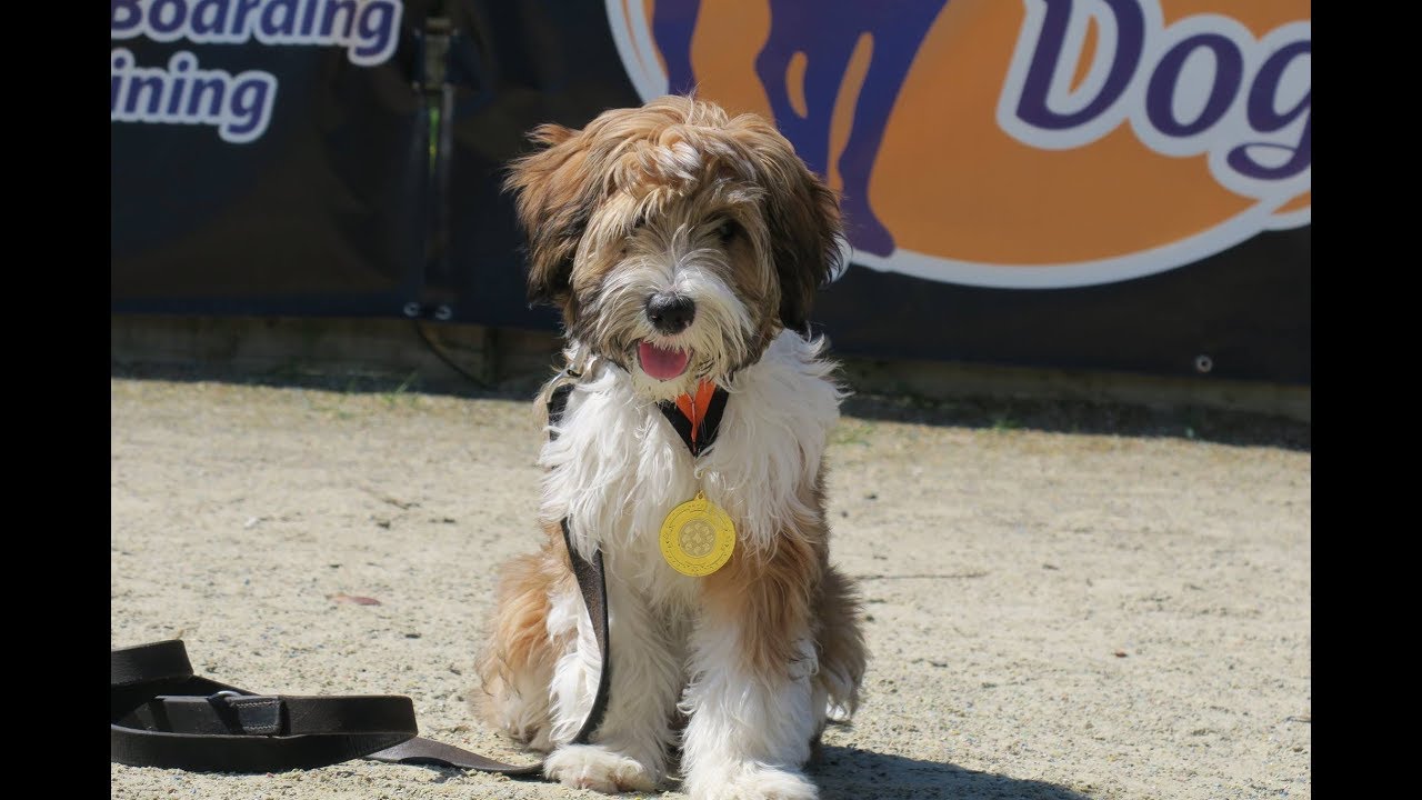 Cora - Tibetan Terrier Puppy - 4 Weeks Residential Dog Training