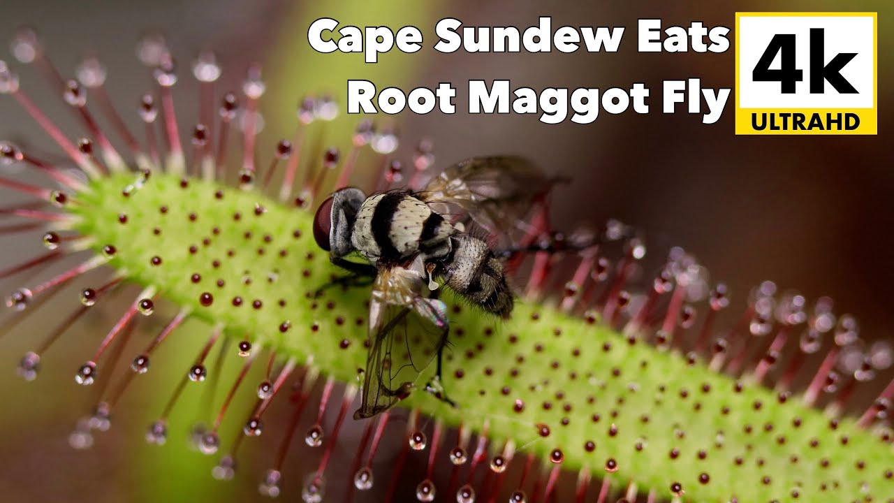 Cape Sundew Eats Root Maggot Fly