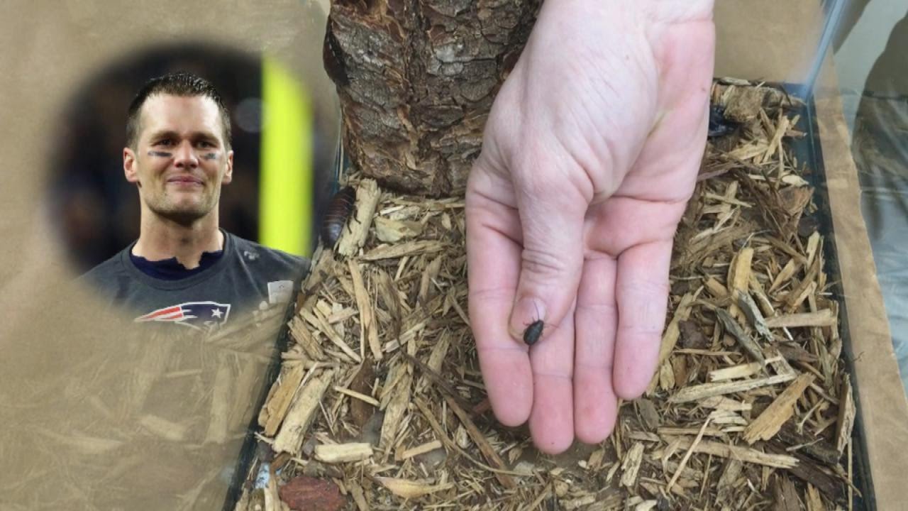 Atlanta Zoo Names Baby Cockroach After Tom Brady After Losing Bet With R.I. Zoo