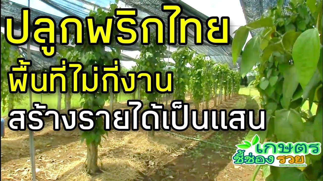 รายการเกษตรอินทรีย์ชี้ช่องรวย EP160พริกไทยอินทรีย์ปลูกแล้วรวย-ปลูกไม่ยาก?พืชสร้างเงินส่งออกดี